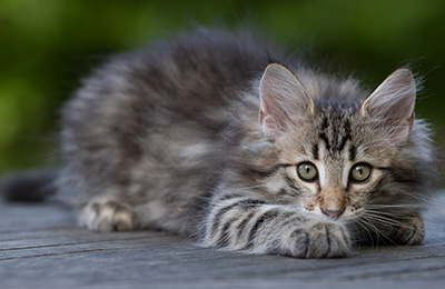 Rivendell - 11 weeks old