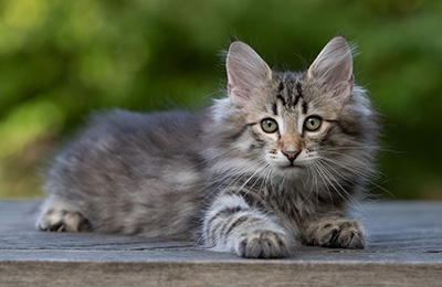 Rivendell - 11 weeks old