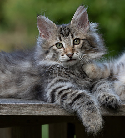 Rivendell - 11 weeks old