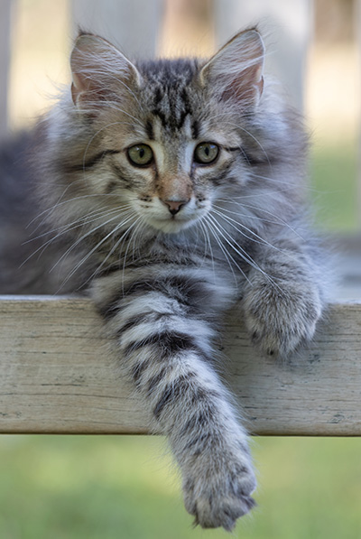 Rivendell - 11 weeks old
