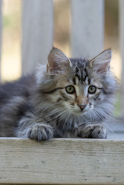 Rivendell - 11 weeks old