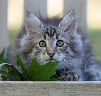 Rivendell - 11 weeks old