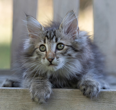 Rivendell - 11 weeks old