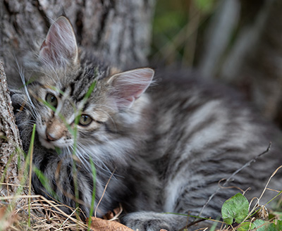 Rivendell - 11 weeks old