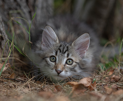 Rivendell - 11 weeks old