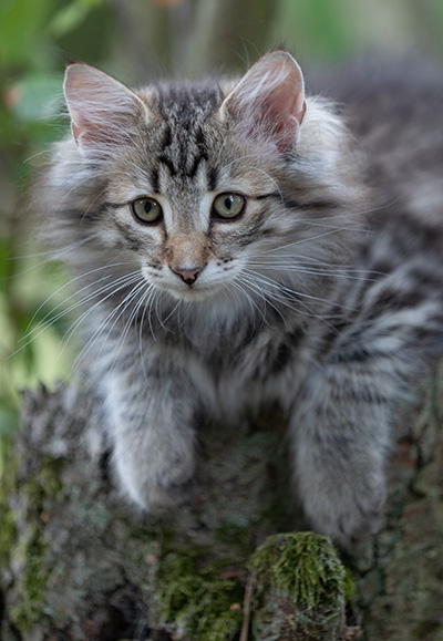 Rivendell - 11 weeks old