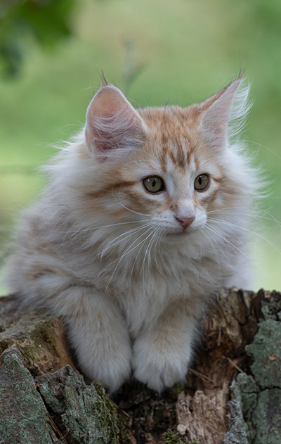Ryukyu - 11 weeks old