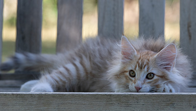 Ryukyu - 11 weeks old