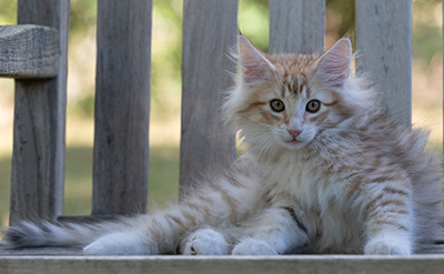 Ryukyu - 11 weeks old