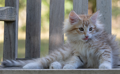 Ryukyu - 11 weeks old