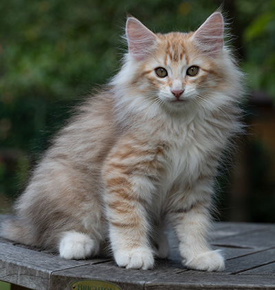 Ryukyu - 11 weeks old