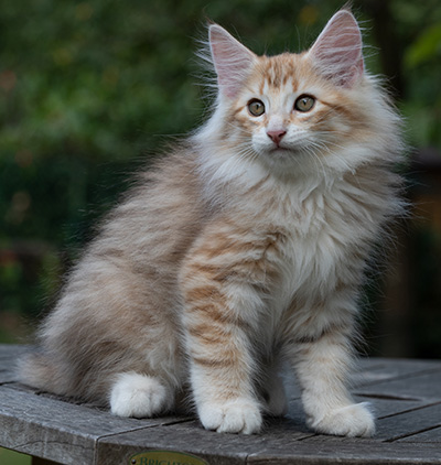 Ryukyu - 11 weeks old