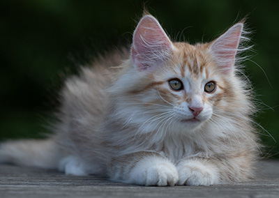Ryukyu - 11 weeks old