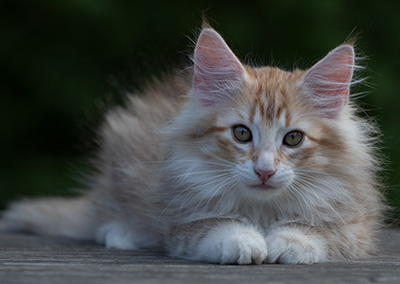 Ryukyu - 11 weeks old