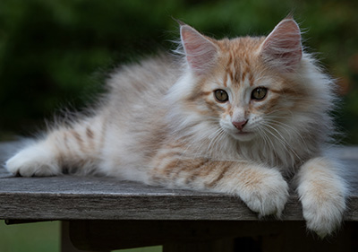 Ryukyu - 11 weeks old
