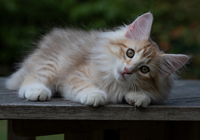 Ryukyu - 11 weeks old