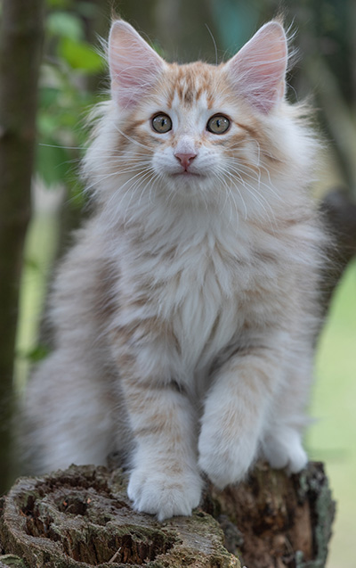 Ryukyu - 11 weeks old