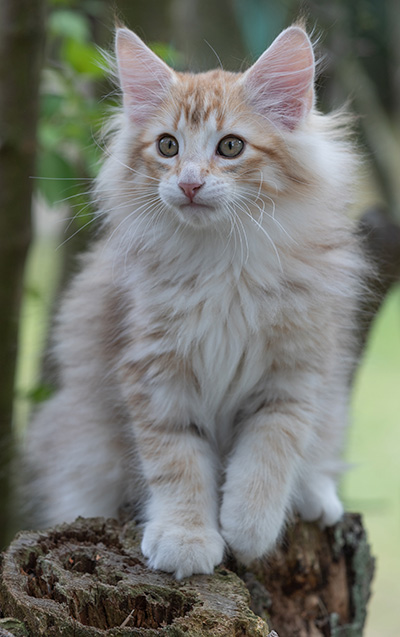 Ryukyu - 11 weeks old