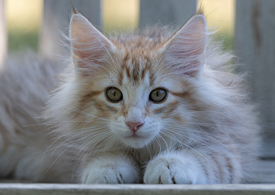Ryukyu - 11 weeks old