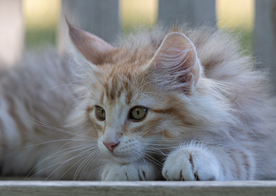 Ryukyu - 11 weeks old