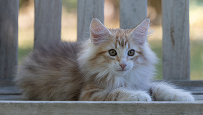 Ryukyu - 11 weeks old