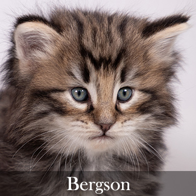 Bergson