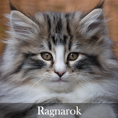 Ragnarok