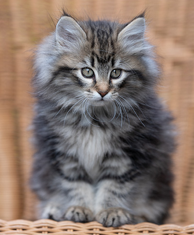 Romy - 9 weeks old