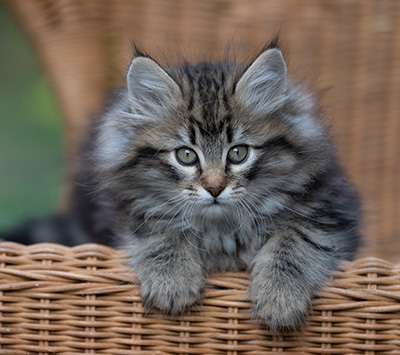 Romy - 9 weeks old