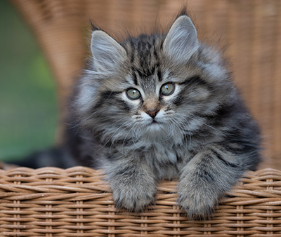 Romy - 9 weeks old