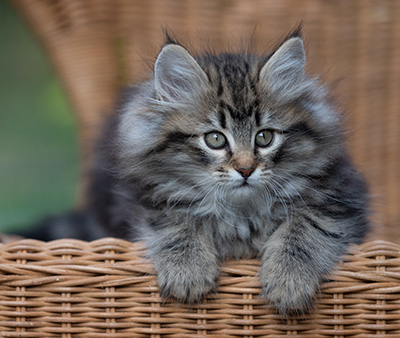 Romy - 9 weeks old