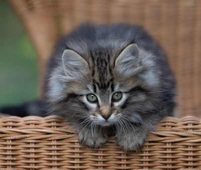 Romy - 9 weeks old