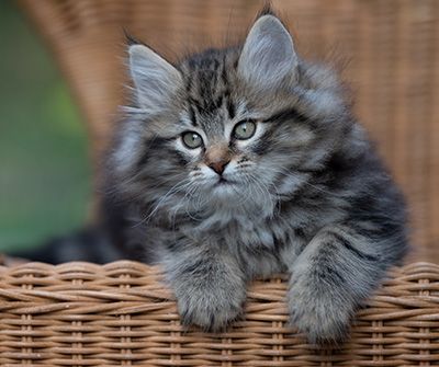 Romy - 9 weeks old
