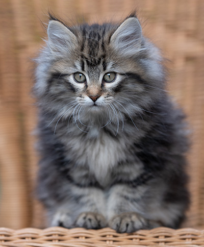Romy - 9 weeks old