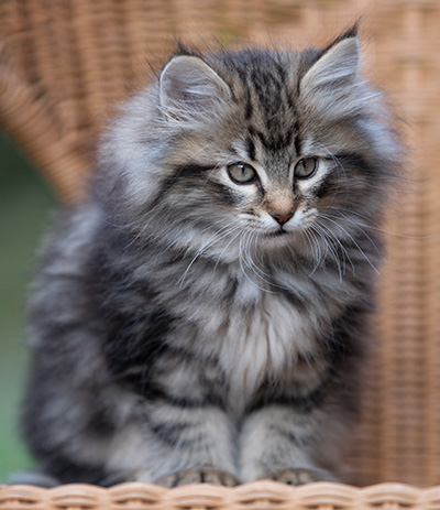 Romy - 9 weeks old