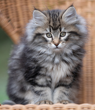 Romy - 9 weeks old