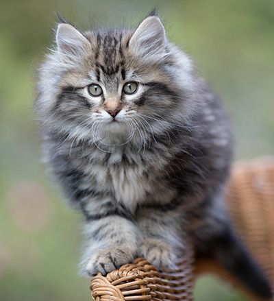 Romy - 9 weeks old