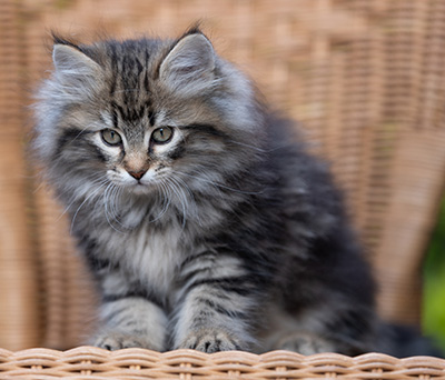 Romy - 9 weeks old
