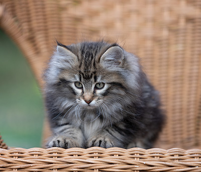 Romy - 9 weeks old