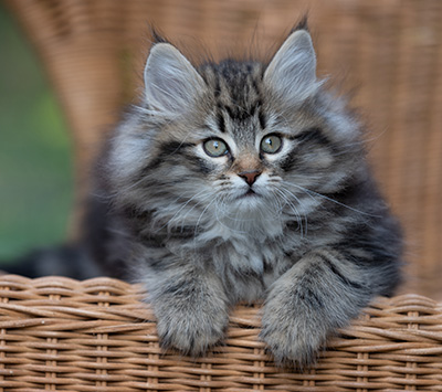 Romy - 9 weeks old
