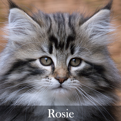 Rosie