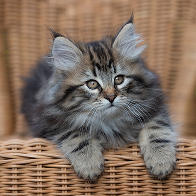 Ruben - 9 weeks old