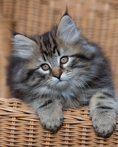 Ruben - 9 weeks old