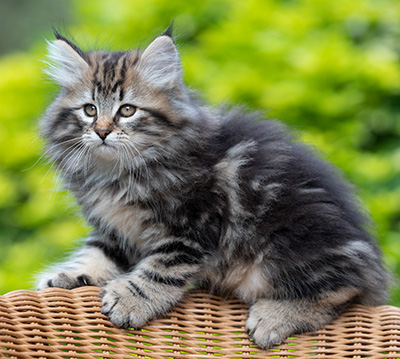 Ruben - 9 weeks old