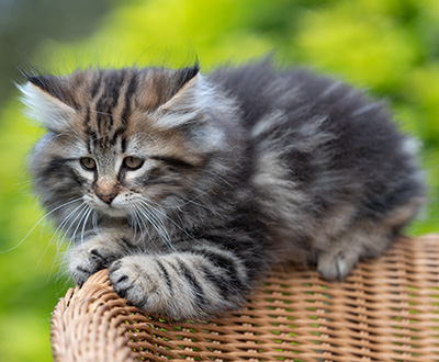 Ruben - 9 weeks old