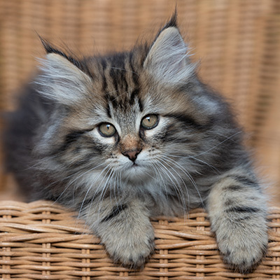 Ruben - 9 weeks old