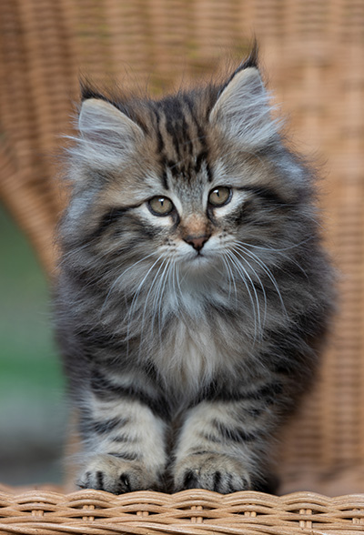 Ruben - 9 weeks old