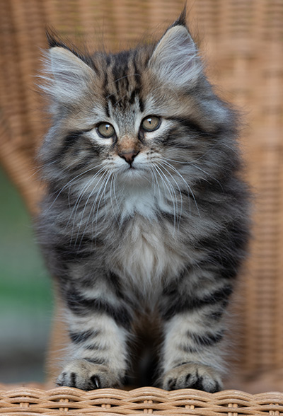Ruben - 9 weeks old