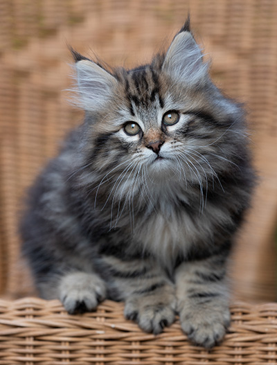 Ruben - 9 weeks old