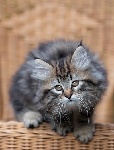 Ruben - 9 weeks old